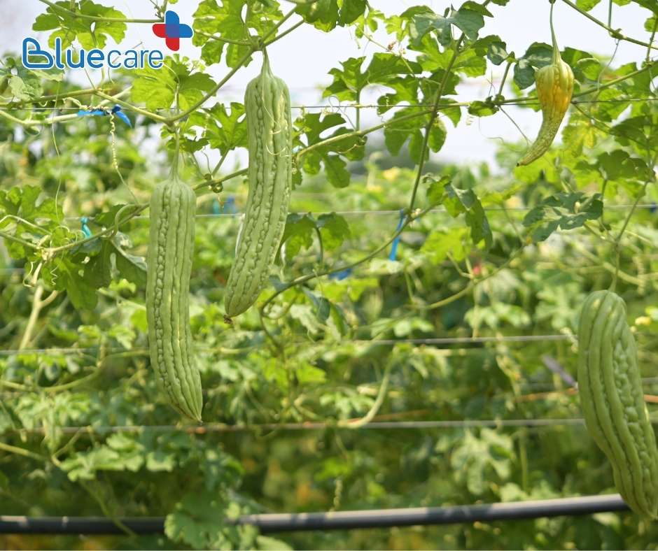 Tắm cho trẻ sơ sinh bằng lá mướp đắng